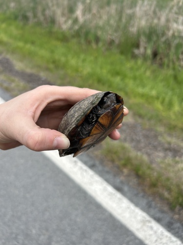 Mississippi Mud Turtle