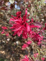 Loropetalum