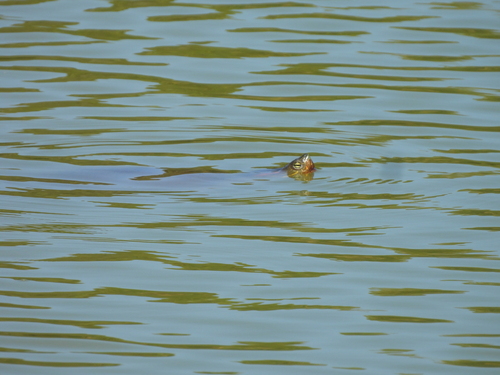 Trachemys callirostris