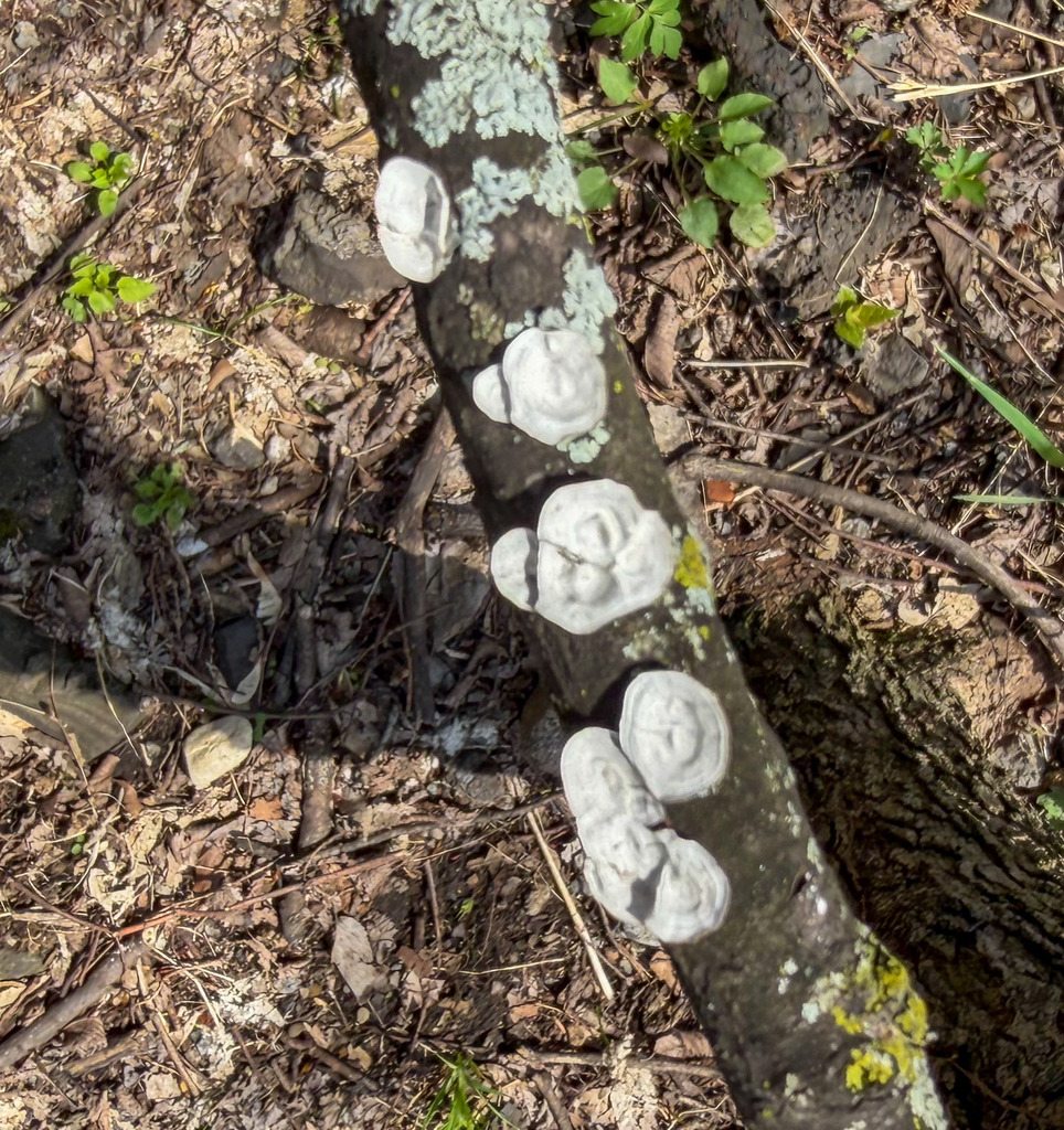 Trametes conchifer · April 2026 · photo: © threelark (iNaturalist, CC)