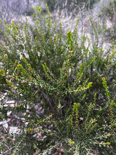 Acacia glandulicarpa