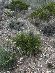 Acacia glandulicarpa, photograph Alex Stuart, CC BY, iNaturalist via GBIF