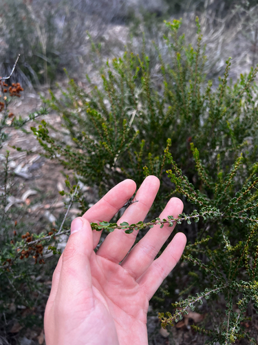 Acacia glandulicarpa, photograph 1