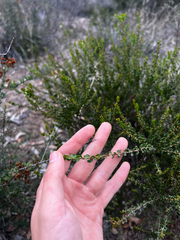 Acacia glandulicarpa, photograph Alex Stuart, CC BY, iNaturalist via GBIF