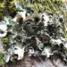 Cetrelia cetrarioides - Photo (c) Pam Borso, algunos derechos reservados (CC BY-NC), subido por Pam Borso