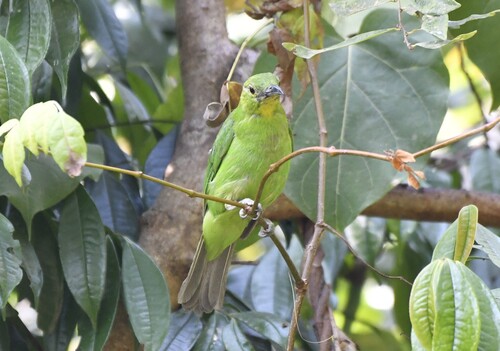 Greater Green Leafbird (Chloropsis sonnerati), photo 3
