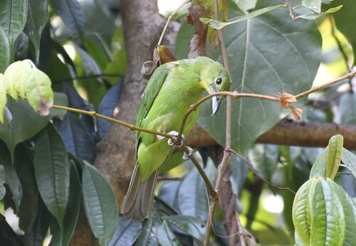 Greater Green Leafbird (Chloropsis sonnerati), photo 7