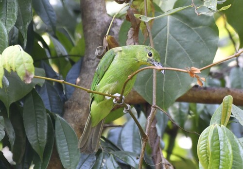 Greater Green Leafbird (Chloropsis sonnerati), photo 8