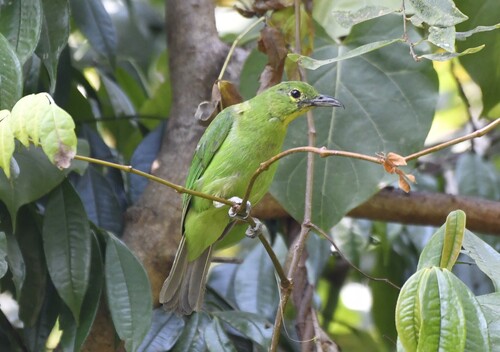 Greater Green Leafbird (Chloropsis sonnerati), photo 2