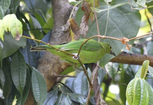 Greater Green Leafbird (Chloropsis sonnerati), photo 9