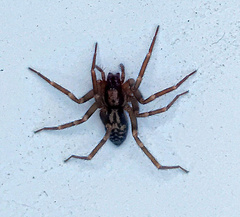 Liocranum rupicola