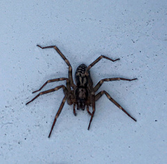 Liocranum rupicola