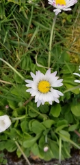 Bellis perennis