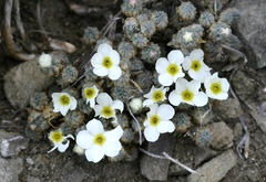 Androsace dasyphylla