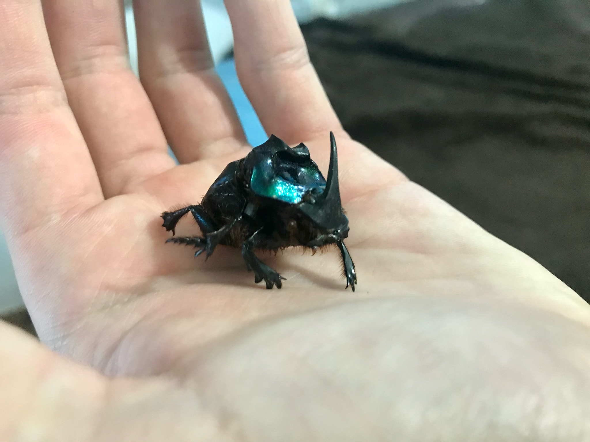 Coprophanaeus (Megaphanaeus) bonariensis
