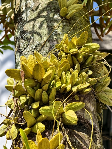 Malayan Urn Vine