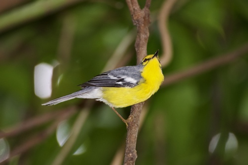 St. Lucia Warbler (Setophaga delicata), photo 9