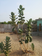 Calotropis procera image