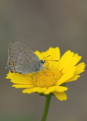 Satyrium acaciae