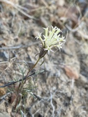 Chaenactis macrantha