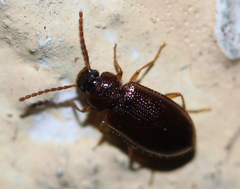 Anaedus