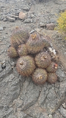 Copiapoa (Copiapoa coquimbana)