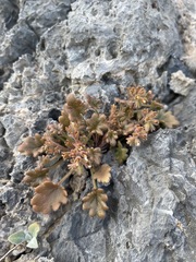 Phacelia rotundifolia