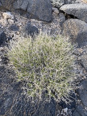 Amphipappus fremontii