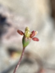 Eriogonum reniforme