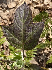 Hydrangea quercifolia