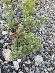 Cryptantha maritima