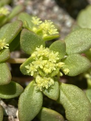 Gilmania luteola