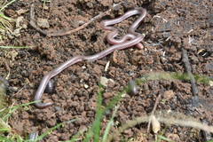 Rena humilis humilis