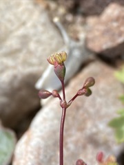 Eriogonum reniforme