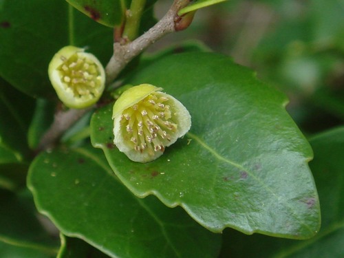 Xylosma pancheri observed 2007-08-09