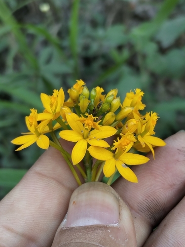 Epidendrum aura-usecheae