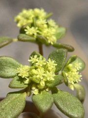 Gilmania luteola