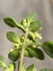 Gilmania luteola