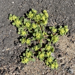 Gilmania luteola
