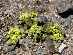 Gilmania luteola