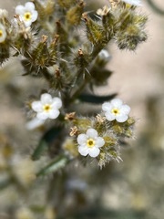 Johnstonella holoptera