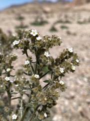 Johnstonella holoptera