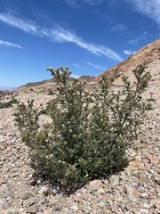 Johnstonella holoptera