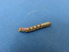 Iridopsis pergracilis