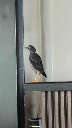 Jungle Myna