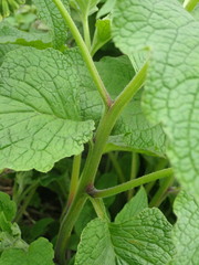Symphytum orientale