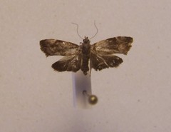 Asterivora combinatana