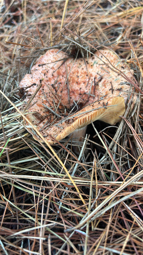 saffron milkcap