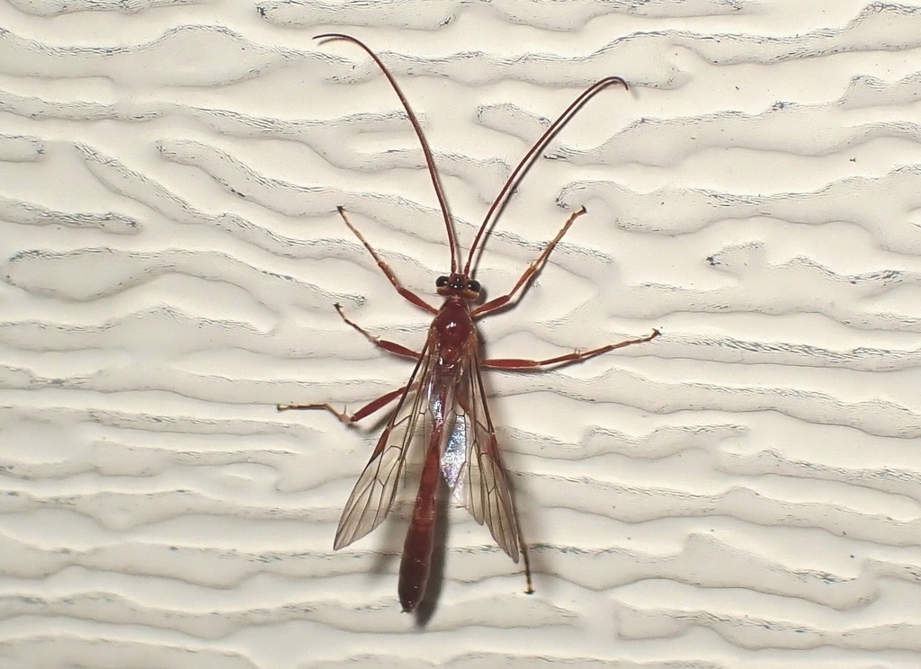 Ichneumonid Wasps in April 2026 by Mariko. On my garage door. Attracted ...