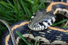 Thamnophis cyrtopsis ocellatus